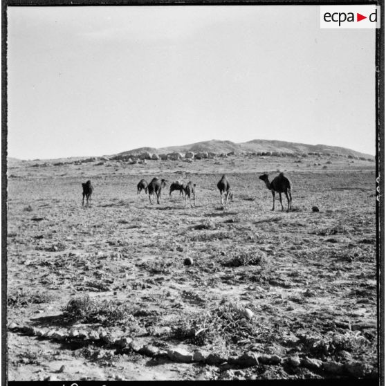 Trezel. Chameaux au pâturage.