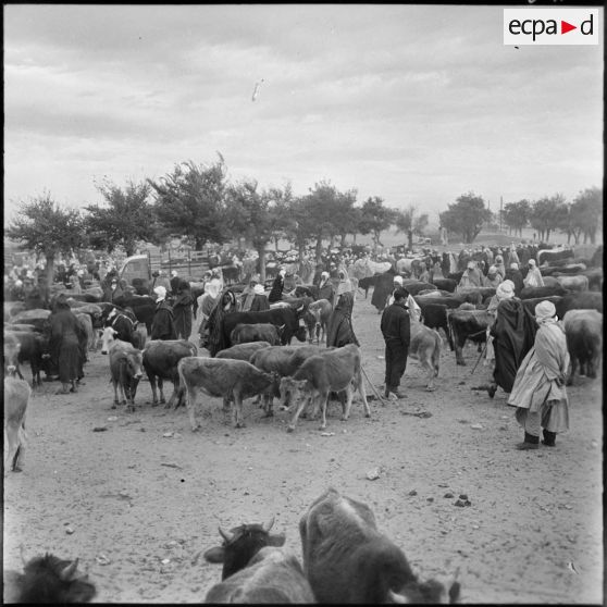 Trezel. Marché aux bestiaux.