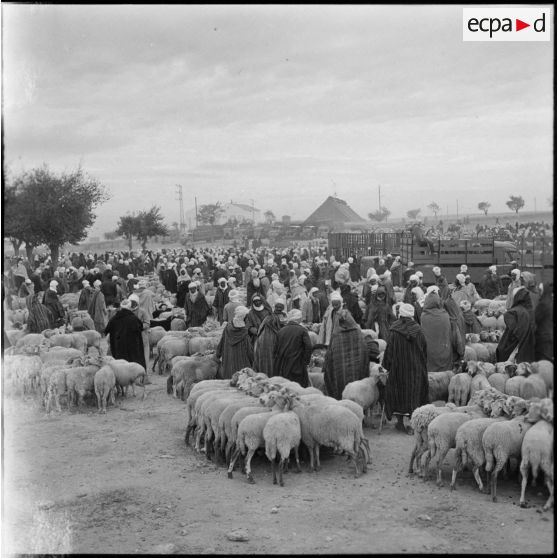 Trezel. Le marché aux moutons.