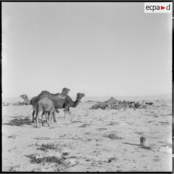 Des nomades dans la plaine d'El Outaya.