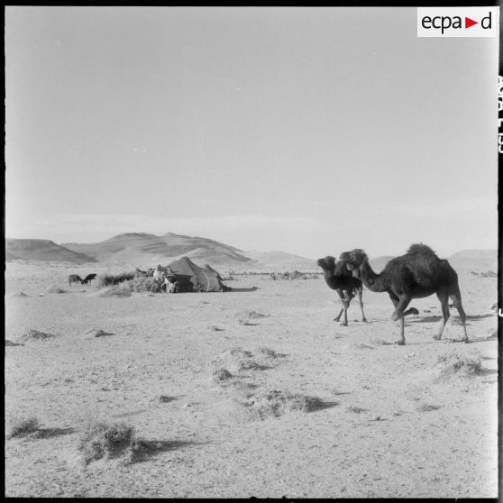 Des nomades dans la plaine d'El Outaya.