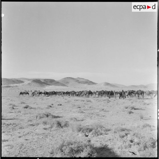 Des nomades dans la plaine d'El Outaya.