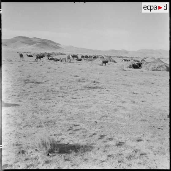 Des nomades dans la plaine d'El Outaya.