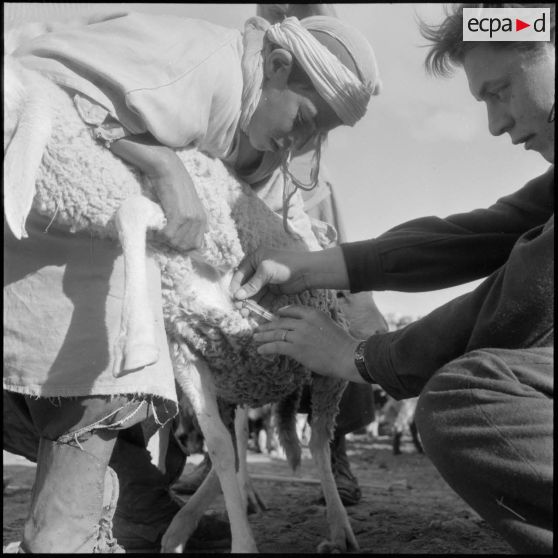 Lagouat. Vaccination d'un troupeau.