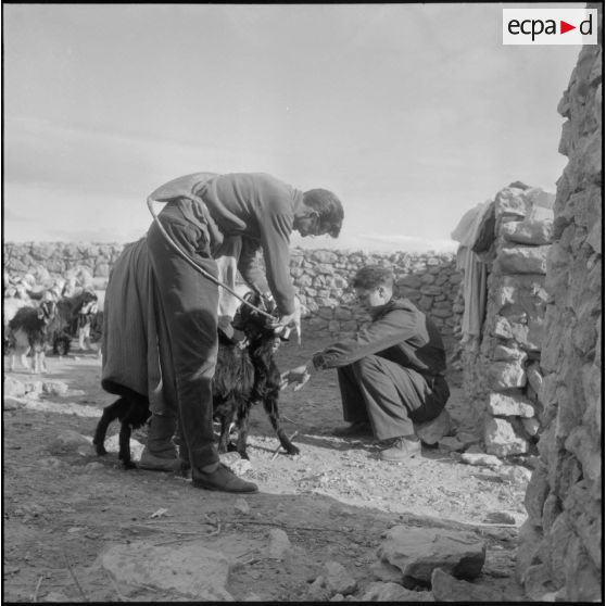 Lagouat. Vaccination d'un troupeau.