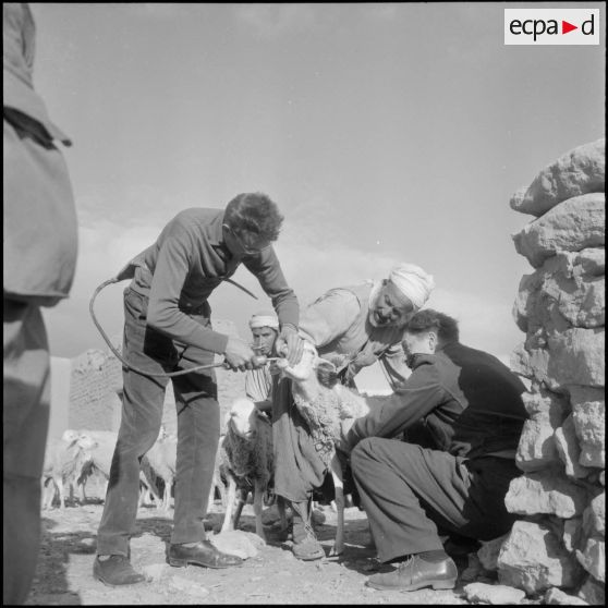 Lagouat. La vaccination par un vétérinaire militaire.