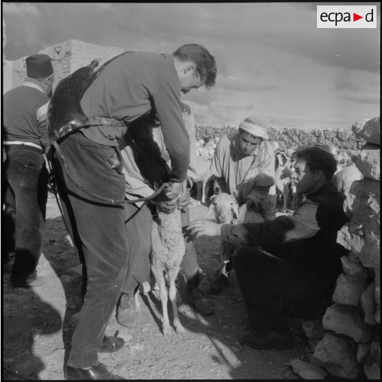 Lagouat. Vaccination d'un troupeau.