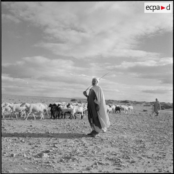 Lagouat. Troupeau arrivant pour la vaccination.