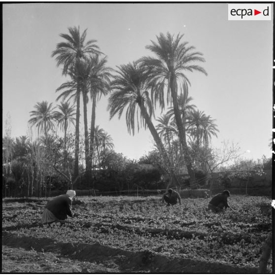 Lagouat. Actvités dans les jardins de l'oasis.