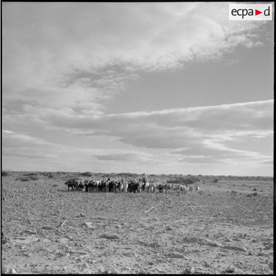 Lagouat. Troupeau arrivant pour la vaccination.