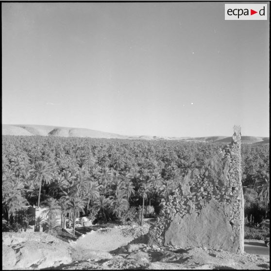 Palmeraie de Ghardaïa.