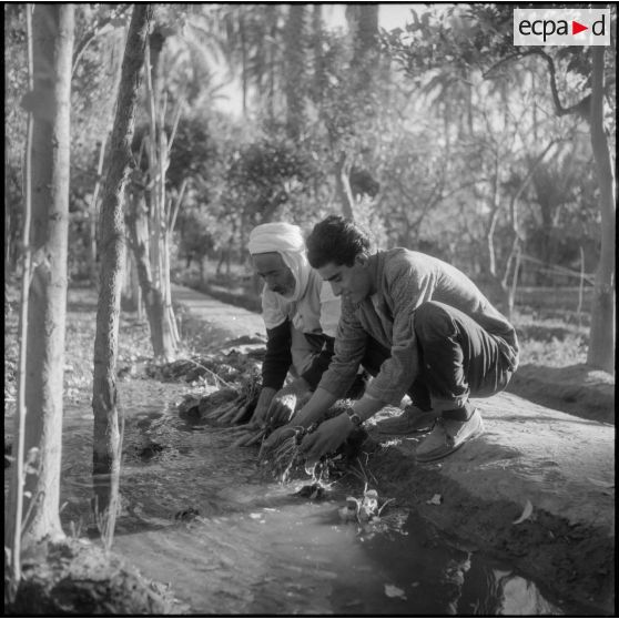 Lagouat. Lavage des légumes.