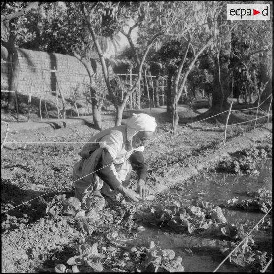 Lagouat. Actvités dans les jardins de l'oasis.
