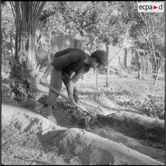 Lagouat. Irrigation des jardins.