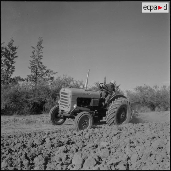 Lagouat. Un tracteur de la Société agricole de prévoyance (SAP) en plein travail.