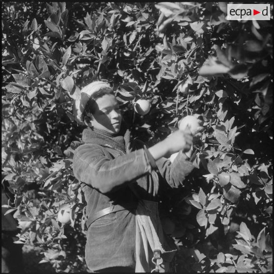 Région de Perrégaux. Cueillette des oranges.