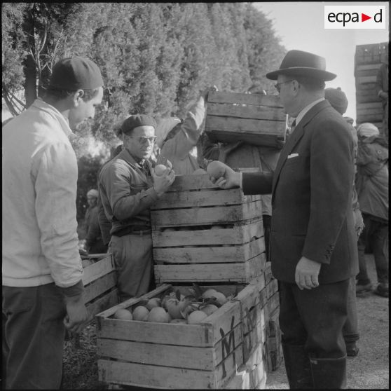 Région de Perrégaux. Cueillette des oranges. Monsieur Monreal, propriétaire, examine un fruit.