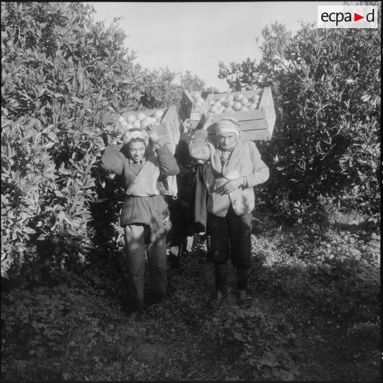 Région de Perrégaux. Cueillette des oranges.