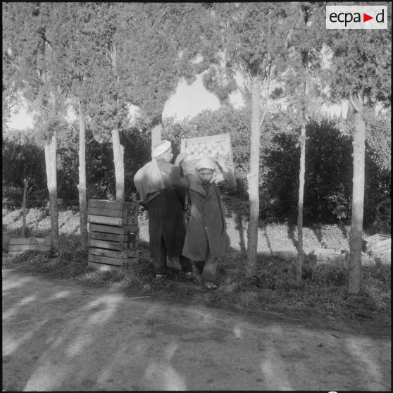 Région de Perrégaux. Cueillette des oranges.