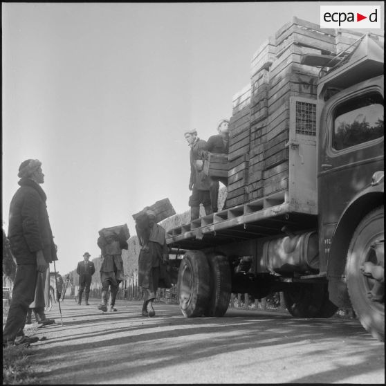 Région de Perrégaux. Transport des caisses d'oranges récoltées par camions vers l'usine.