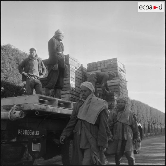 Région de Perrégaux. Chargement d'un camion pour l'usine.