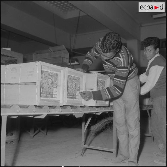 Région de Perrégaux. Numérotage des caisses d'oranges récoltées à l'usine.