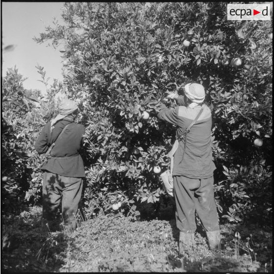 Région de Perrégaux. Cueillette des oranges.