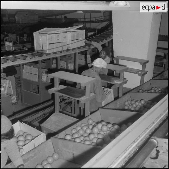 Région de Perrégaux. Mise en caisse des oranges à l'usine.