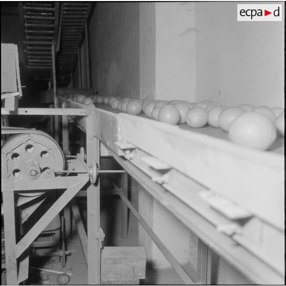 Région de Perrégaux. Transport des oranges sur le tapis roulant industriel de l'usine.