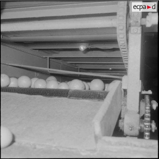 Région de Perrégaux. Transport des oranges sur le tapis roulant industriel après le lavage et le séchage à l'usine.