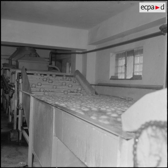 Région de Perrégaux. Les oranges sont lavés dans un bain d'eau chaude à l'usine.