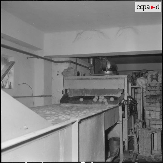 Région de Perrégaux. Les oranges sont lavés dans un bain d'eau chaude à l'usine.