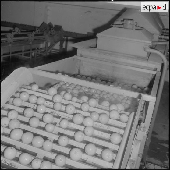 Région de Perrégaux. Les oranges sont lavés dans un bain d'eau chaude à l'usine.