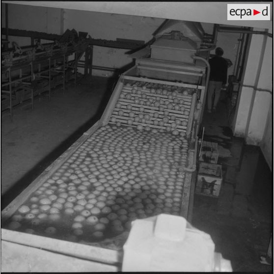 Région de Perrégaux. Les oranges sont lavés dans un bain d'eau chaude à l'usine.