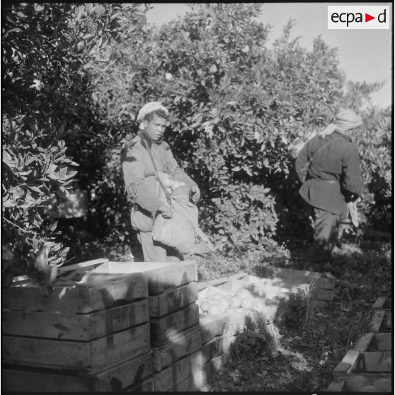 Région de Perrégaux. Cueillette des oranges.