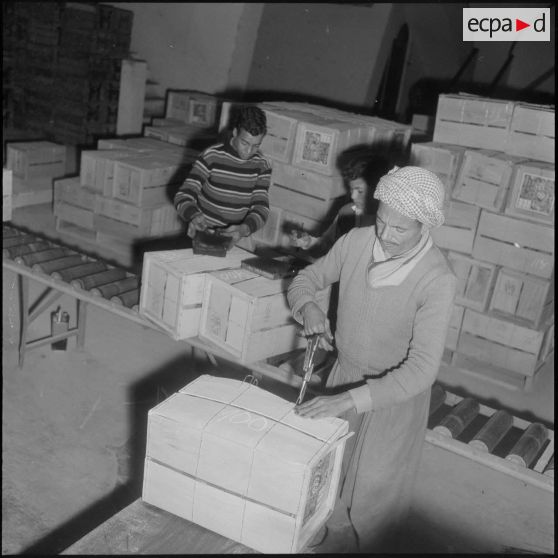 Région de Perrigaux. Cerclage manuel des caisses d'oranges à l'usine.