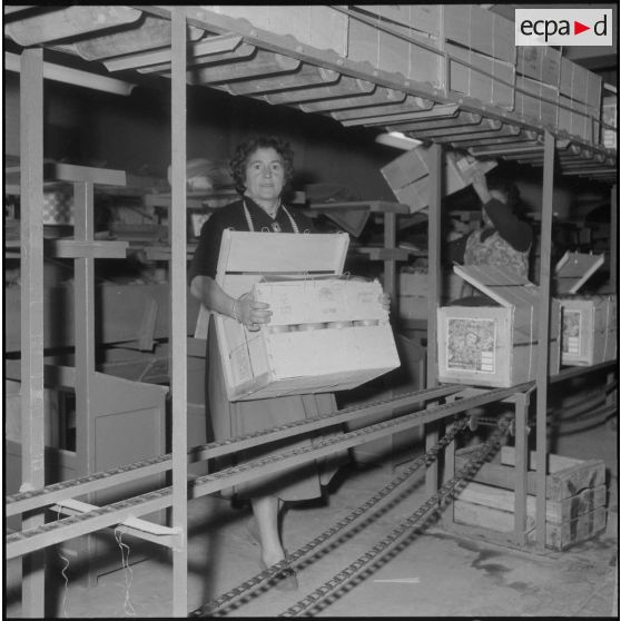 Région de Perrégaux. Transport mécanique des caisses d'oranges à l'usine.