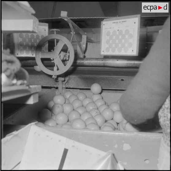 Région de Perrégaux. Mise en caisse des oranges à l'usine.
