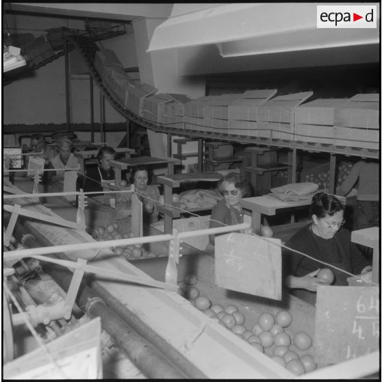 Région de Perrégaux. Mise en caisse des oranges par des ouvrières à l'usine.