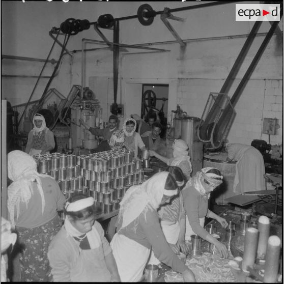 Relizane. Confiturerie Escla. Des ouvriers remplissant les boîtes de confiture.