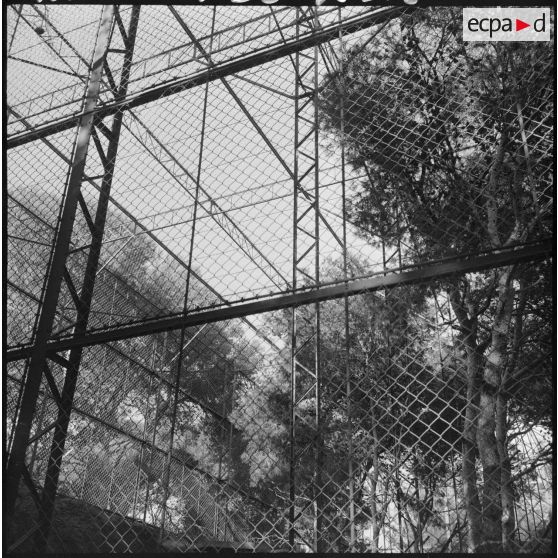 Forêt de Sidi Ferruch. La cage aux singes.