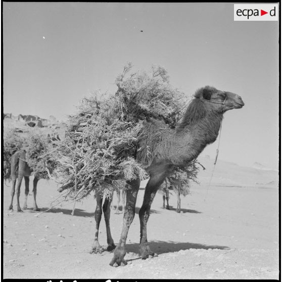 Ouled Sayah. Un dromadaire transportant des branches.