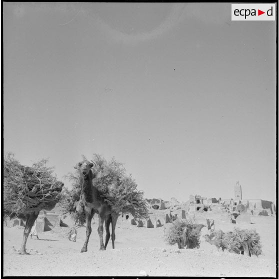 Ouled Sayah. Des dromadaires transportant des branches au village.