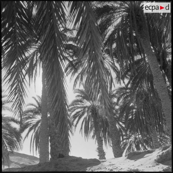 Ouled Sayah. Palmeraie.