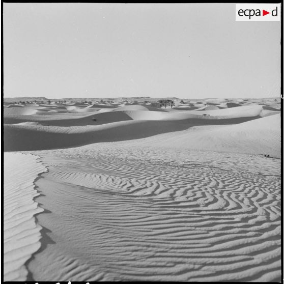 Sahara. Dunes et oasis.