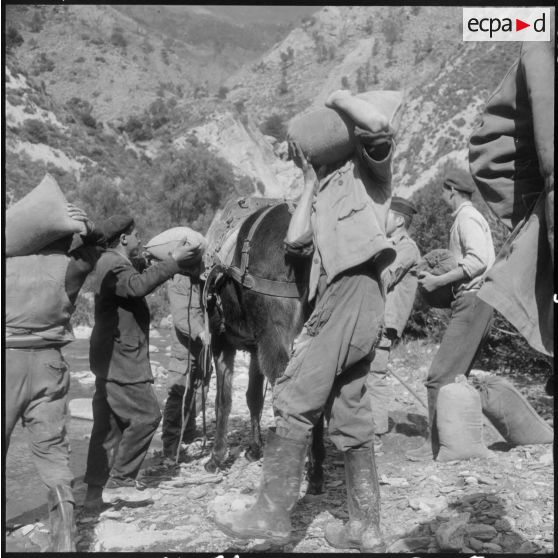 Chaîne des Babors. 69e bataillon du génie (BG). Différentes opérations du chargement et du transport du sable à dos de mules.