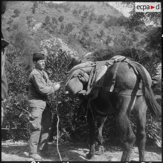 Chaîne des Babors. 69e bataillon du génie (BG). Différentes opérations du chargement et du transport du sable à dos de mules.