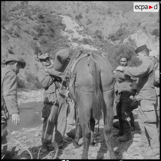 Chaîne des Babors. 69e bataillon du génie (BG). Différentes opérations du chargement et du transport du sable à dos de mules.