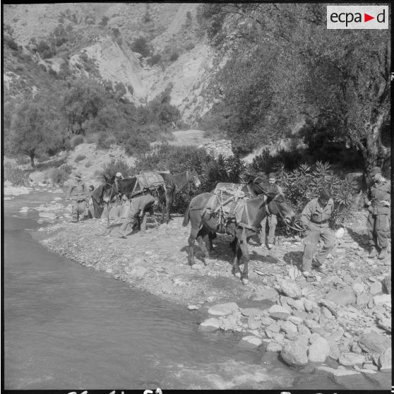 Chaîne des Babors. 69e bataillon du génie (BG). Différentes opérations du chargement et du transport du sable à dos de mules.