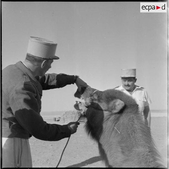 In Amenas. Un chef de centre administratif saharien (CAS) visite ses citoyens. Il ouvre la bouche d'un chameau.